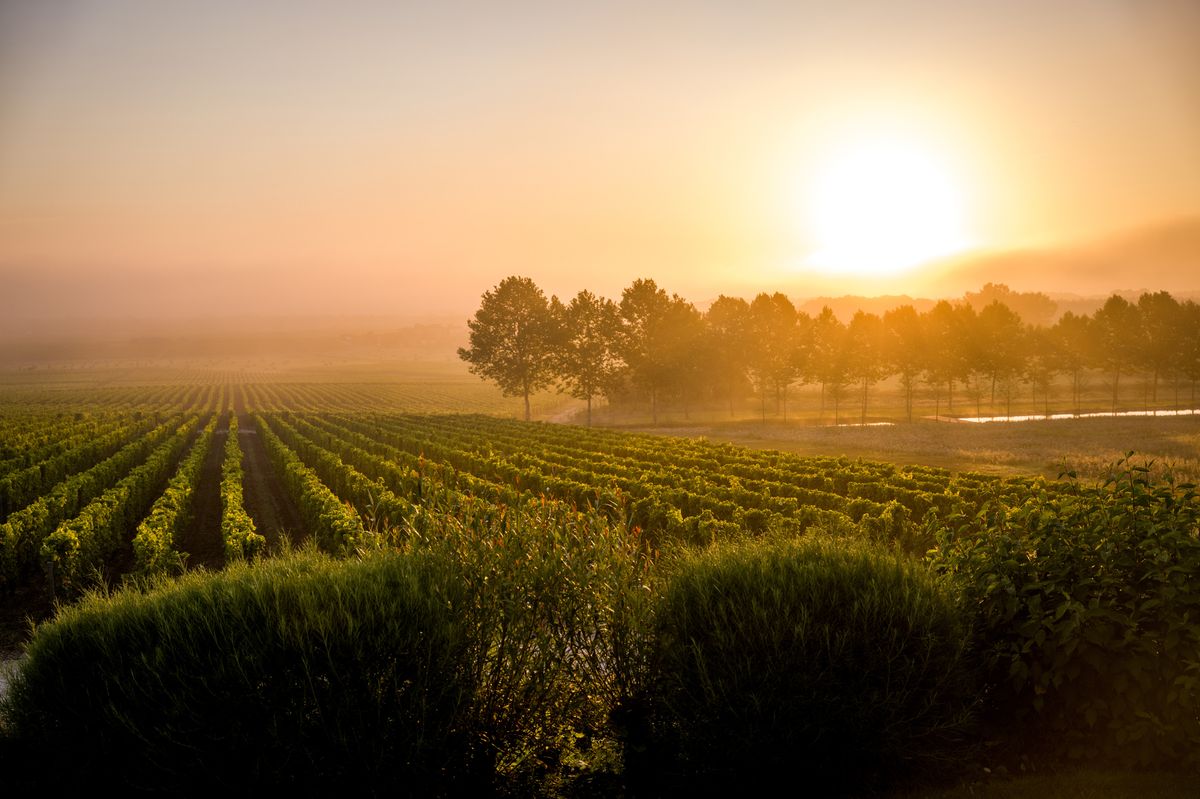 Paysage Yquem juillet 2024 photo CGoussard