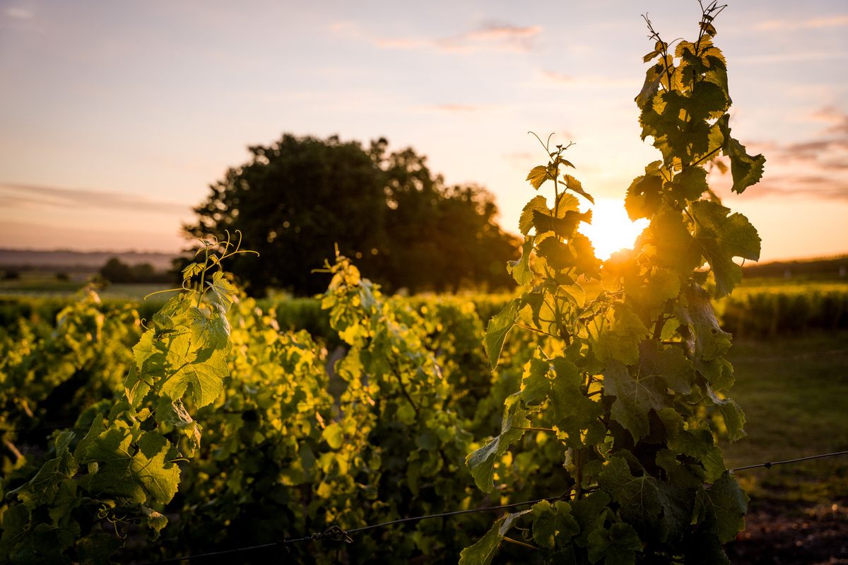 Château d’Yquem 2024 (C) Federico Garcia