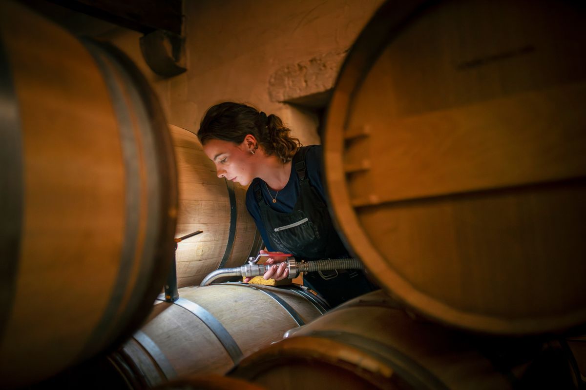 Château d’Yquem 2024 (C) Federico Garcia